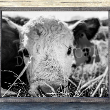 Baby Cow 3 Canvas Print Framed or Unframed