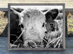 Baby Cow 3 Canvas Print Framed or Unframed
