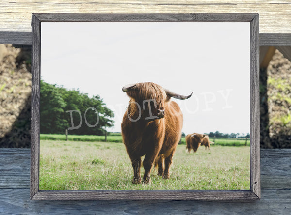 Highland Cow 2 Canvas Print Framed or Unframed