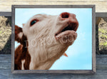 Mooing Cow Canvas Print Framed or Unframed