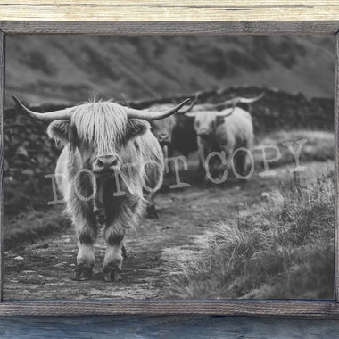 Highland Cows Trail Canvas Print Framed or Unframed