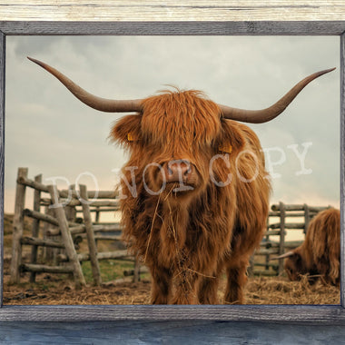 Highland Cow Vintage Canvas Print Framed or Unframed