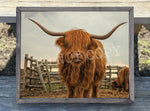 Highland Cow Vintage Canvas Print Framed or Unframed