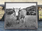 Bull Canvas Print Framed or Unframed